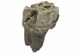 Fossil Woolly Rhino (Coelodonta) Tooth - Siberia #225600-1